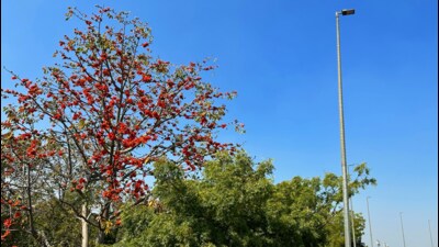 The blossoming of semal marks the debut of Delhi’s most tolerable season (Mayank Singh) The blossoming of semal marks the debut of Delhi’s most tolerable season (Mayank Singh)