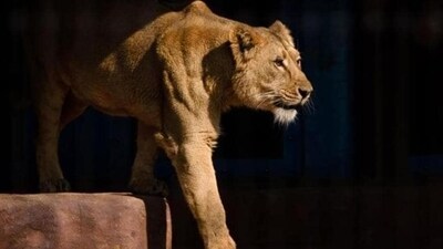 The five-year-old Asiatic lioness was brought to the Siliguri zoo from Tripura’s Sepahijala Zoological Park (Representative Photo) The five-year-old Asiatic lioness was brought to the Siliguri zoo from Tripura’s Sepahijala Zoological Park (Representative Photo)