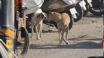 The rally called for a societal shift in priorities, asserting that animal abuse should not be ignored in discussions. (HT FIle)