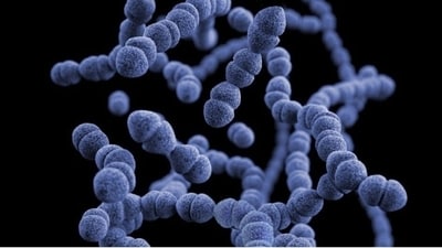Sight loss in certain inherited eye illnesses may be caused by gut bacteria and could be treated with antimicrobials, according to a new study in mice conducted by a UCL and Moorfields researcher. (Unsplash)