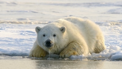 Celebrate International Polar Bear Day on February 27 to raise awareness of the urgent need to protect polar bears and their Arctic habitat. (Unsplash) Celebrate International Polar Bear Day on February 27 to raise awareness of the urgent need to protect polar bears and their Arctic habitat. (Unsplash)