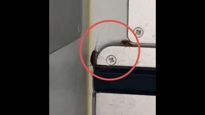 Cockroaches crawling in the food area of an IndiGo flight. (X/@shukla_tarun) Cockroaches crawling in the food area of an IndiGo flight. (X/@shukla_tarun)