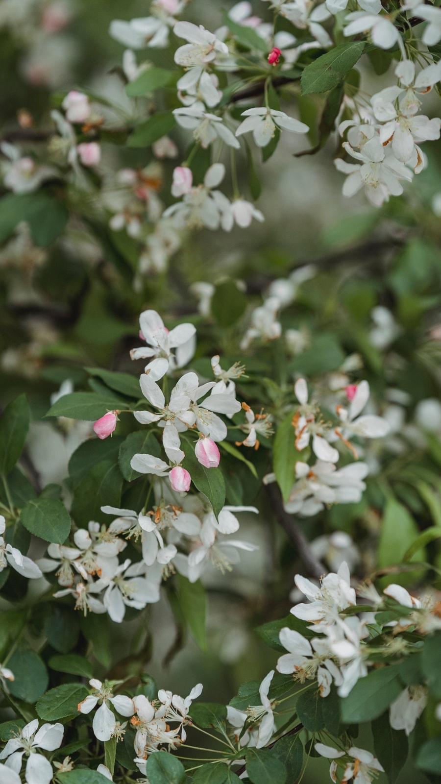 jasmine