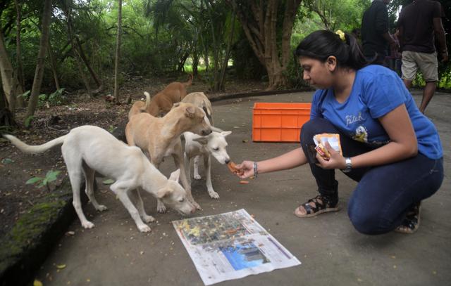 Woman dog-feeders in India have had a rough run. (Prashant Waydande / Hindustan Times) Woman dog-feeders in India have had a rough run. (Prashant Waydande / Hindustan Times)