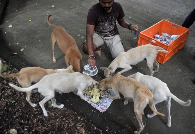 Feeding strays. (Prashant Waydande / Hindustan Times) Feeding strays. (Prashant Waydande / Hindustan Times)