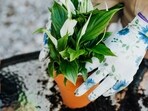 peace_lily