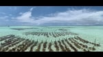 Seaweed farms in Paje, Zanzibar (Shutterstock)