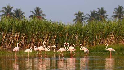 Forest department with the help of Wildlife Research and Conservation Society will conduct its first-ever water bird survey at Ujani Dam on March 3. (HT FILE)