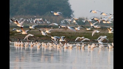 Migratory birds at Harike wetland