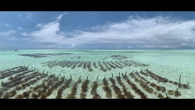 Seaweed farms in Paje, Zanzibar (Shutterstock) Seaweed farms in Paje, Zanzibar (Shutterstock)
