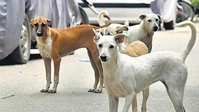 World Spay Day is celebrated every year on February 27. Here are benefits of spaying or neutering your furry friend World Spay Day is celebrated every year on February 27. Here are benefits of spaying or neutering your furry friend