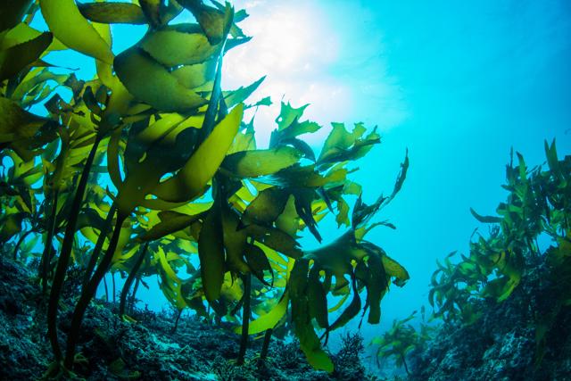 Forests under water (Shutterstock) Forests under water (Shutterstock)