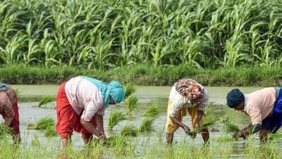 Agriculture experts have demanded proactive action from the government to save the crops (Representative Photo)