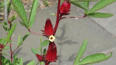 Roselle, known as “ambadi” in Marathi and “gongura” in Telugu, was an annual semi-shrubby mallow, probably native to West Africa. (SOURCED) Roselle, known as “ambadi” in Marathi and “gongura” in Telugu, was an annual semi-shrubby mallow, probably native to West Africa. (SOURCED)