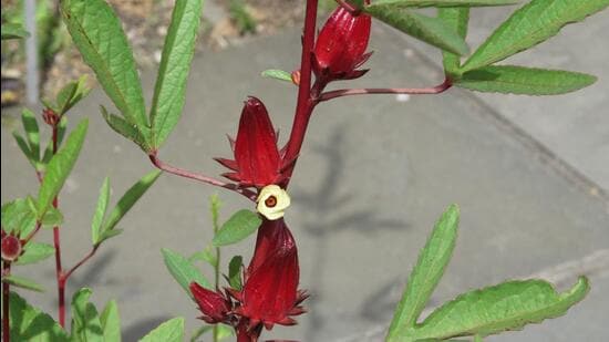Roselle, known as “ambadi” in Marathi and “gongura” in Telugu, was an annual semi-shrubby mallow, probably native to West Africa. (SOURCED)