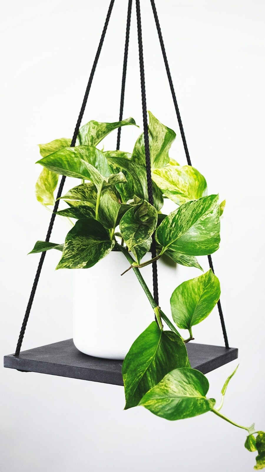 pothos_plant_-_unsplash