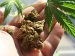 Thailand health minister Cholnan Srikaew informed that illegal cannabis shops would not be allowed to continue