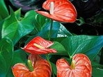 Anthurium_unsplash
