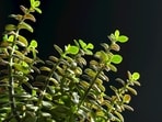 Jade_Plant