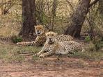 In this file image, cheetahs seen at Kuno National Park (KNP) in Madhya Pradesh's Sheopur district. 