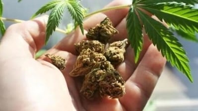 Thailand health minister Cholnan Srikaew informed that illegal cannabis shops would not be allowed to continue Thailand health minister Cholnan Srikaew informed that illegal cannabis shops would not be allowed to continue