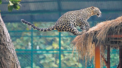 A leopard in its enclosure at the Ramnabagan Wildlife Sanctuary. (PTI)