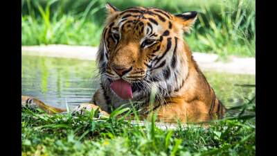 Aman’s arrival at the Ludhiana Tiger Safari comes weeks after the only tiger at the zoo died of illness on January 31, 2023. (HT Photo)
