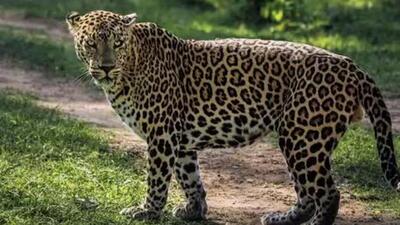 Central India shows a stable or slightly growing population of leopards (Representative Photo) Central India shows a stable or slightly growing population of leopards (Representative Photo)