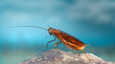As per doctors, the situation of a cockroach in the man's lungs could have been a result of negligence. (Unsplash/@Erik Karits)