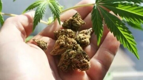 Thailand health minister Cholnan Srikaew informed that illegal cannabis shops would not be allowed to continue