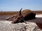 A cow that was killed by the Smokehouse Creek wildfire lays on a cattle guard, outside of Canadian, Texas, U.S., February 28, 2024. REUTERS/Nick Oxford/File Photo