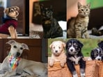 Meet the animals in Delhi-NCR, who are searching for forever homes this week. Meet the animals in Delhi-NCR, who are searching for forever homes this week.