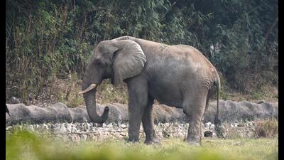 Officials said, the fully grown tusker, was first seen by morning walkers in Kangrali BK town around 6am. (Hindustan Times) Officials said, the fully grown tusker, was first seen by morning walkers in Kangrali BK town around 6am. (Hindustan Times)