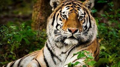 The IBCA is headquartered in India and is aimed at conservation of seven cats. (Representative file photo) The IBCA is headquartered in India and is aimed at conservation of seven cats. (Representative file photo)