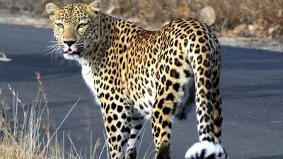 The leopard population has increased in Madhya Pradesh, Maharashtra, and Andhra Pradesh, while a decline has been noted in Odisha, Chhattisgarh, and Telangana (PTI) The leopard population has increased in Madhya Pradesh, Maharashtra, and Andhra Pradesh, while a decline has been noted in Odisha, Chhattisgarh, and Telangana (PTI)