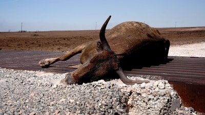 A cow that was killed by the Smokehouse Creek wildfire lays on a cattle guard, outside of Canadian, Texas, U.S., February 28, 2024. REUTERS/Nick Oxford/File Photo (REUTERS)