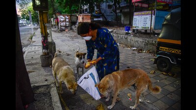 While animal lovers claim that the authorities are not able to resolve the problem, authorities claim that people are not cooperating. (HT FILE) While animal lovers claim that the authorities are not able to resolve the problem, authorities claim that people are not cooperating. (HT FILE)