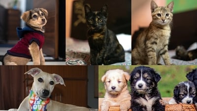 Meet the animals in Delhi-NCR, who are searching for forever homes this week. Meet the animals in Delhi-NCR, who are searching for forever homes this week.