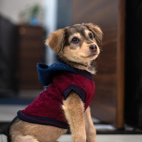 Chutki is a tenacious girl who didn't let a fracture get in the way of her love for humans. Chutki is a tenacious girl who didn't let a fracture get in the way of her love for humans.