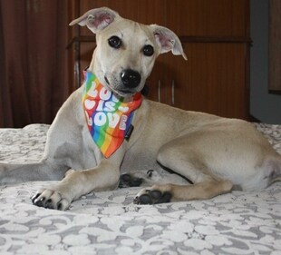 Morty is a low maintenance, obedient boy who's been living between shelters and foster homes for the past year. Morty is a low maintenance, obedient boy who's been living between shelters and foster homes for the past year.