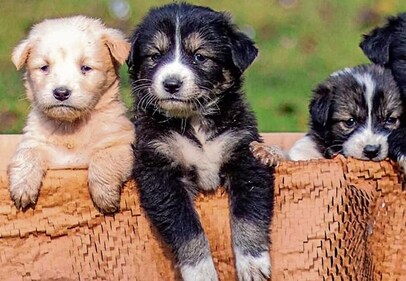 Kim, Kendall and Kylie, aka the Kardashian sisters, are cute, cuddly, and easily trainable to adapt to their new home. Kim, Kendall and Kylie, aka the Kardashian sisters, are cute, cuddly, and easily trainable to adapt to their new home.