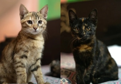 Whiski and Sangria are adorable yet mischievous kittens who will do very well around other friendly pets. Whiski and Sangria are adorable yet mischievous kittens who will do very well around other friendly pets.