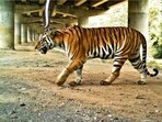 The wild tiger lives in a landscape under stress. (Representative Image-Wildlife Institute of India)