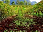 Home to 150 wineries, Hunter Valley is Australia’s oldest wine region.