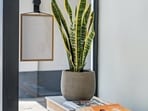 snake_plant