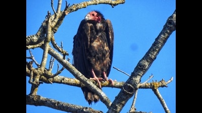 Red-headed vulture sighted in Dudhwa. (Sourced) Red-headed vulture sighted in Dudhwa. (Sourced)