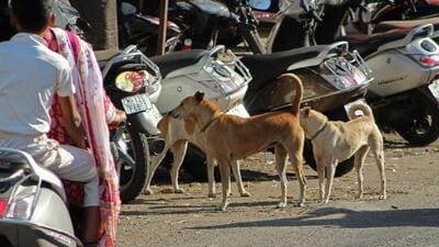 The NCDC along with state animal husbandry department and PATH has organised a training programme for all district veterinary officers across the state for rabies diagnosis and surveillance. (HT FILE) The NCDC along with state animal husbandry department and PATH has organised a training programme for all district veterinary officers across the state for rabies diagnosis and surveillance. (HT FILE)