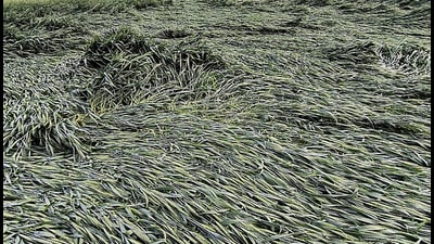 Wheat crops flattened at Mungan village after rain and hailstorm lashed Rohtak on Saturday. Unseasonal heavy rain accompanied by hailstorm and gusty winds have flattened and damaged the unripe wheat, barley, mustard and gram crops in Haryana’s Rohtak, Sonepat, Bhiwani, Charkhi Dadri, Hisar and some pockets of Jind district on Saturday. (Manoj Dhaka/ HT) Wheat crops flattened at Mungan village after rain and hailstorm lashed Rohtak on Saturday. Unseasonal heavy rain accompanied by hailstorm and gusty winds have flattened and damaged the unripe wheat, barley, mustard and gram crops in Haryana’s Rohtak, Sonepat, Bhiwani, Charkhi Dadri, Hisar and some pockets of Jind district on Saturday. (Manoj Dhaka/ HT)