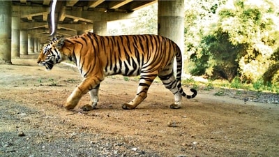 The wild tiger lives in a landscape under stress. (Representative Image-Wildlife Institute of India) The wild tiger lives in a landscape under stress. (Representative Image-Wildlife Institute of India)