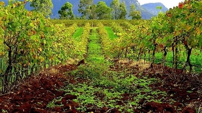 Home to 150 wineries, Hunter Valley is Australia’s oldest wine region. (F Delventhal - Flickr: Hunter Valley Means Vineyards, CC BY 2.0, https://commons.wikimedia.org/w/index.php?curid=16222015) Home to 150 wineries, Hunter Valley is Australia’s oldest wine region. (F Delventhal - Flickr: Hunter Valley Means Vineyards, CC BY 2.0, https://commons.wikimedia.org/w/index.php?curid=16222015)